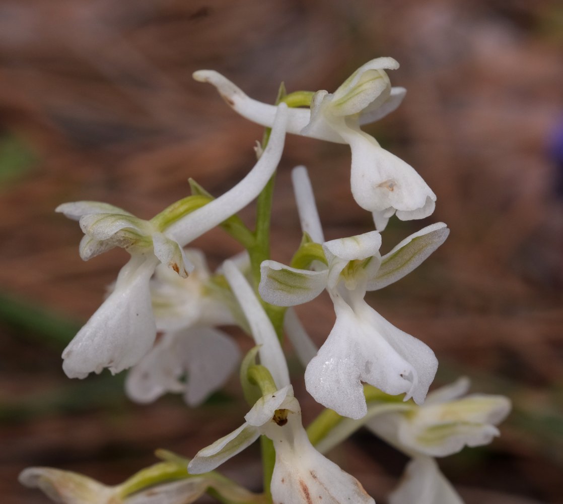 Orchidee di Marzo - Dalla Grecia con passione